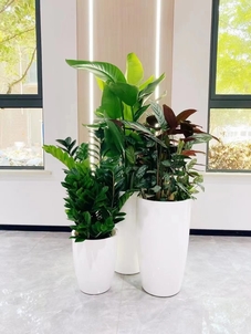 速看！杭州湾植物租赁方案的独特魅力在哪